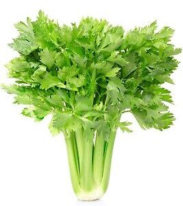 Celery