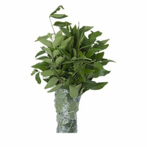 Curry Leaves