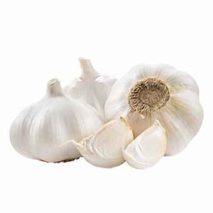Garlic